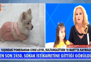 Müge Anlı’da köpek leydi aranıyor!