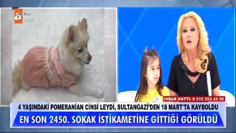 Müge Anlı’da köpek leydi aranıyor!