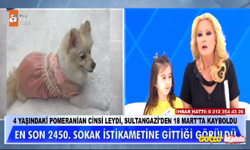 Müge Anlı'da köpek leydi aranıyor!